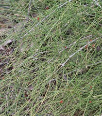 Ephedra antisyphilitica