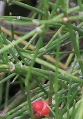 Ephedra antisyphilitica