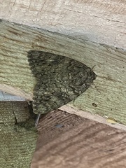 Catocala umbrosa