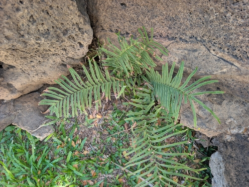 Pteris, 2026-10-18