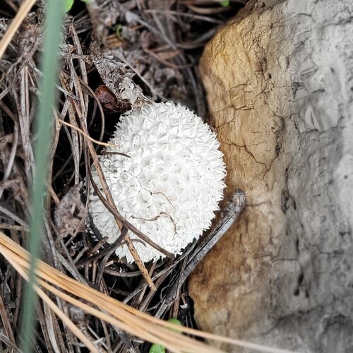 Lycoperdon marginatum observed 2026-10-18