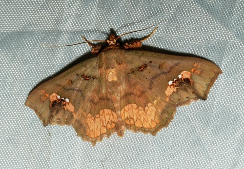 Eriocera observed 2026-10-17