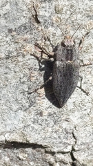 Dicerca hornii