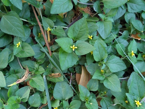 Calyptocarpus vialis observed 2026-10-18