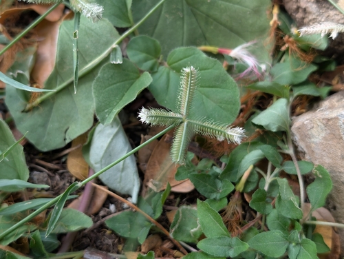 Dactyloctenium aegyptium observed 2026-10-18