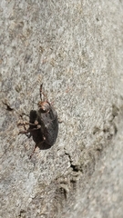 Dicerca hornii