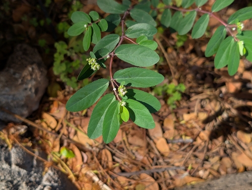 Euphorbia hypericifolia observed 2026-10-18