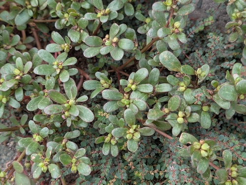Portulaca oleracea observed 2026-10-18