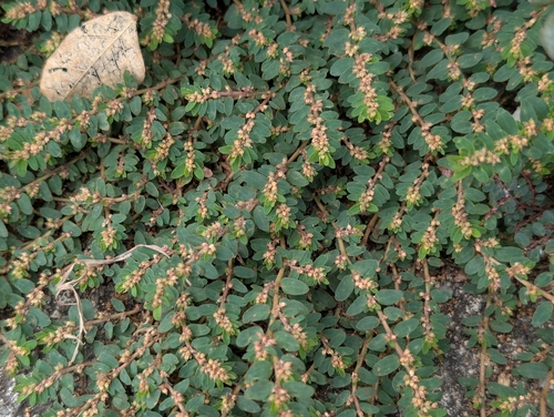 Euphorbia thymifolia observed 2026-10-18