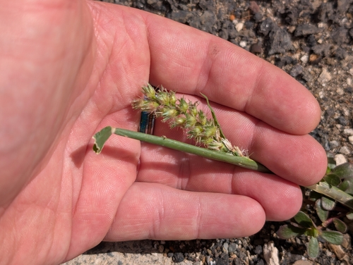 Cenchrus echinatus observed 2026-10-18