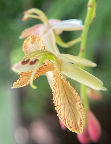 Tamarindus indica observed 2026-10-18