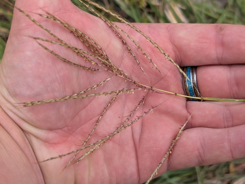 Dichanthium annulatum observed 2026-10-18