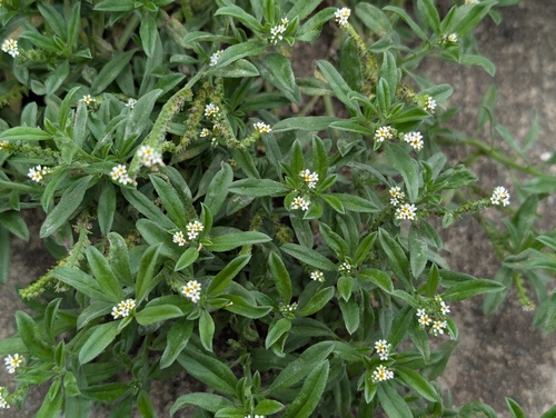 Euploca procumbens observed 2026-10-18