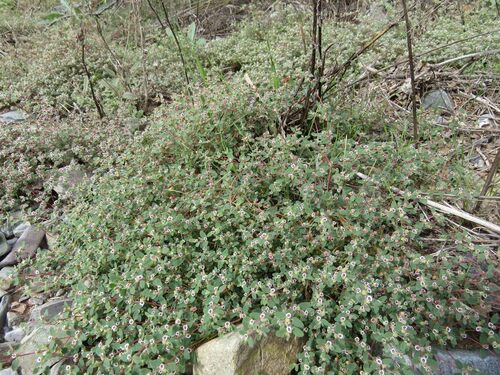 Euphorbia melanadenia, 2026-10-17
