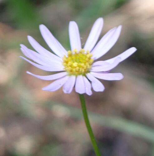 Brachyscome multifida observed 2026-10-19