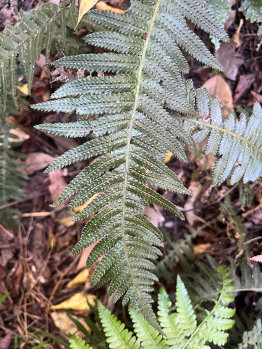 Doodia aspera observed 2026-10-18