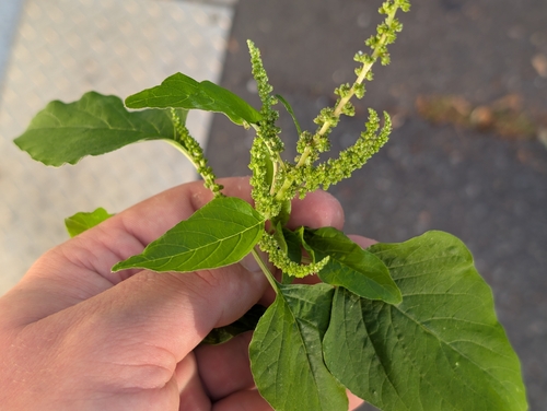 Amaranthus viridis observed 2026-10-18