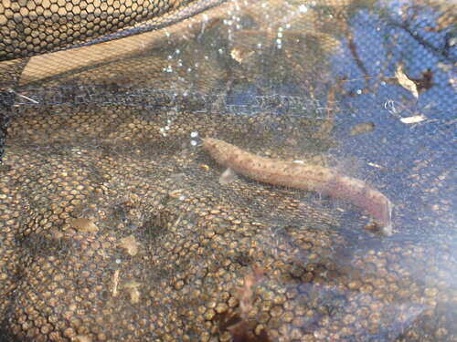 Misgurnus anguillicaudatus observed 2026-10-18