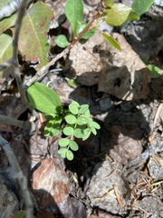 Astragalus alpinus
