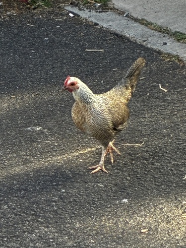Gallus, 2026-10-18