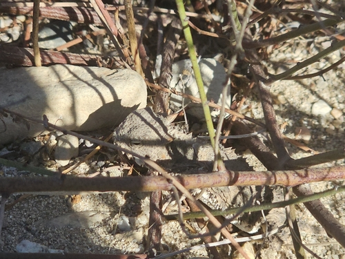 Phrynosoma coronatum observed 2026-10-18