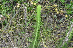 Liatris pycnostachya