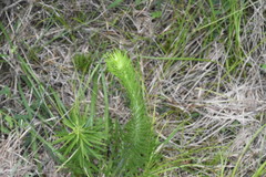 Liatris pycnostachya