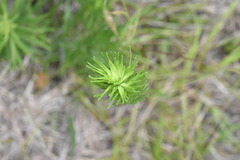 Liatris pycnostachya