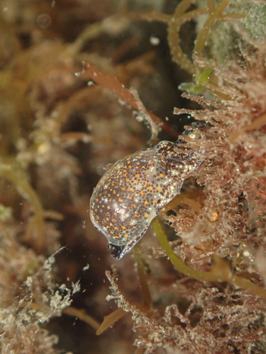 Haminoea vesicula, 2026-10-18