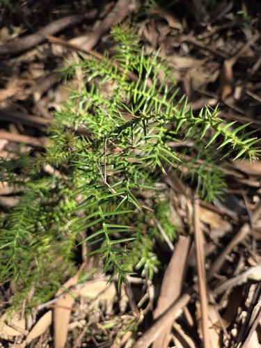 Araucaria cunninghamii observed 2026-10-19