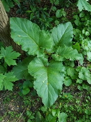 Arctium