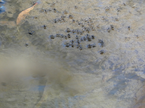 Rhagovelia observed 2026-10-18