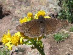Erynnis telemachus