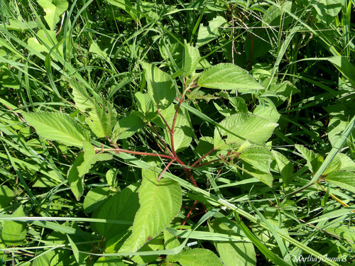 Corchorus aestuans observed 2026-10-11