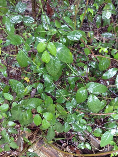Cephalaralia cephalobotrys observed 2026-10-14