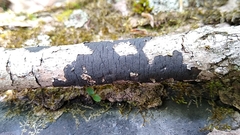 Graphostroma platystomum