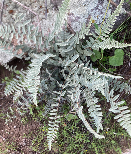 Eaton's lipfern