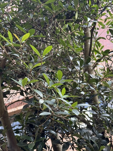 Ternstroemia observed 2026-10-19