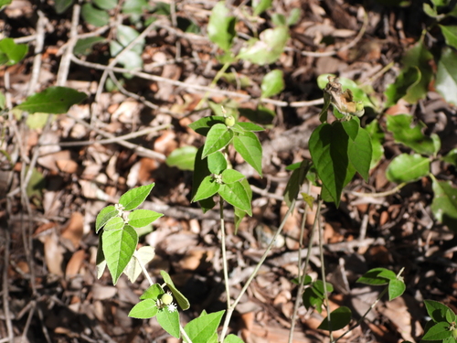 Bush Croton