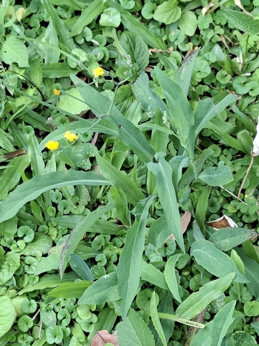 Ixeris chinensis observed 2026-10-19