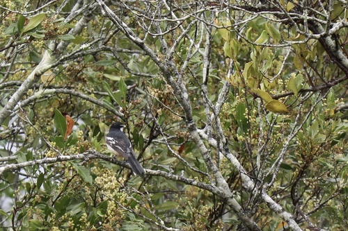 Lalage leucomela observed 2026-10-19