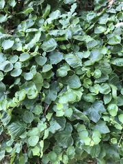 Cotoneaster apiculatus