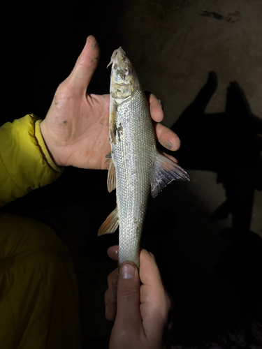 Common Barbel