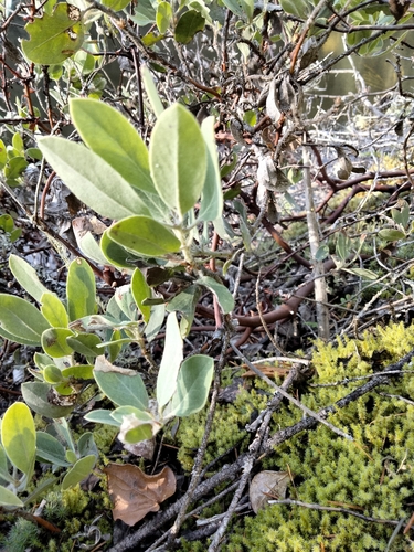 Arctostaphylos columbiana, 2026-10-18