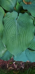 Hosta sieboldiana