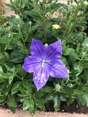 Platycodon grandiflorus