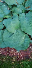 Hosta sieboldiana