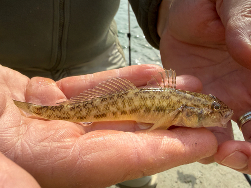 Monkey Goby