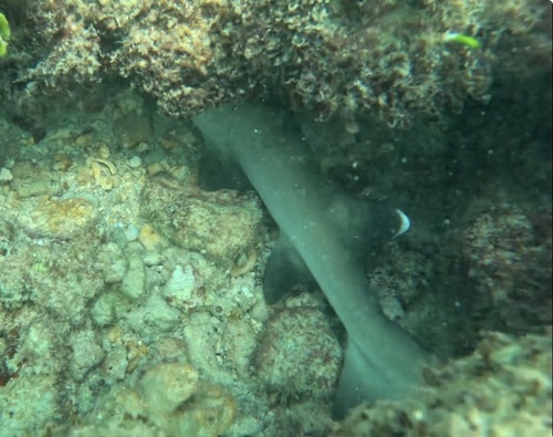 Pinna observed 2026-10-18