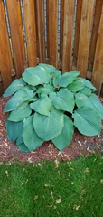 Hosta sieboldiana